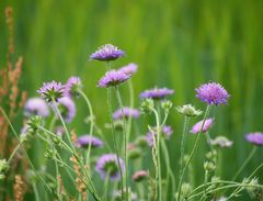 Wiesen-Witwenblume