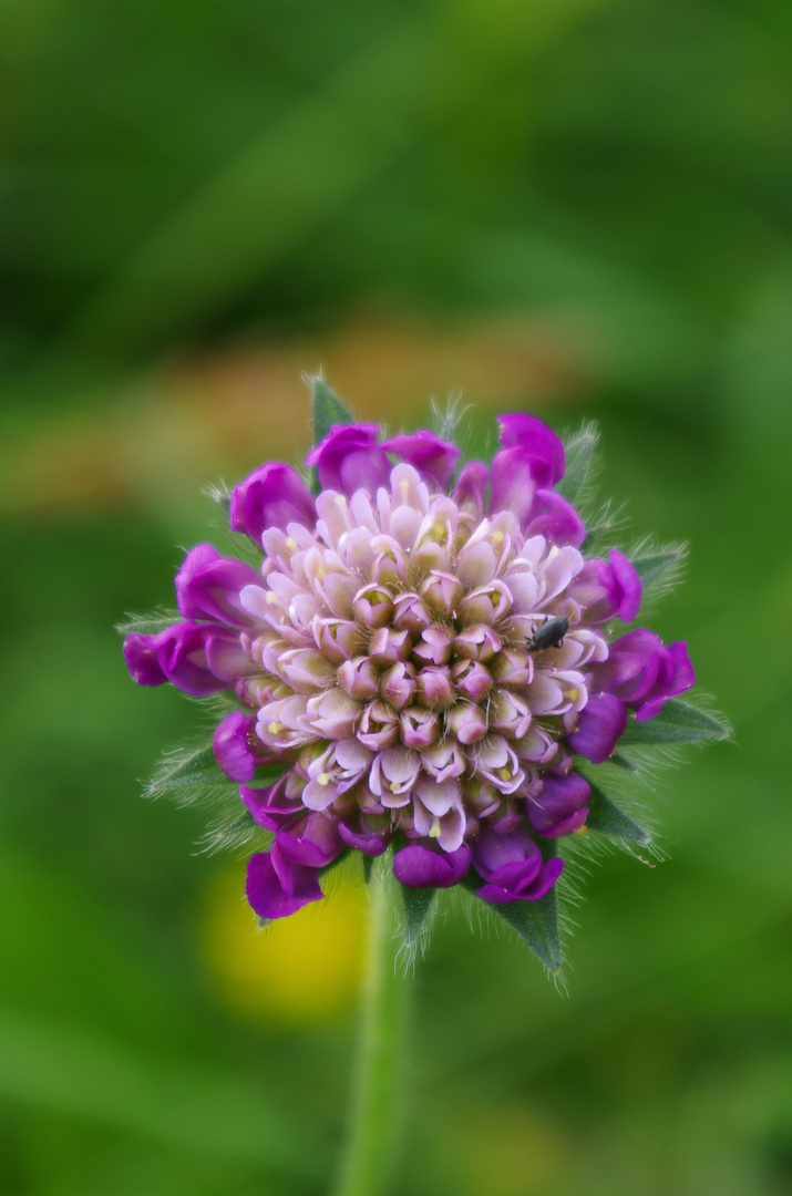 Wiesen-Witwenblume