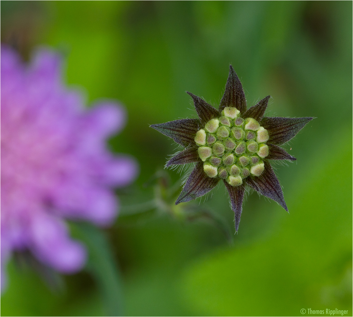 Wiesen-Witwenblume (Knautia arvensis).