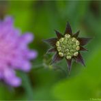 Wiesen-Witwenblume (Knautia arvensis).