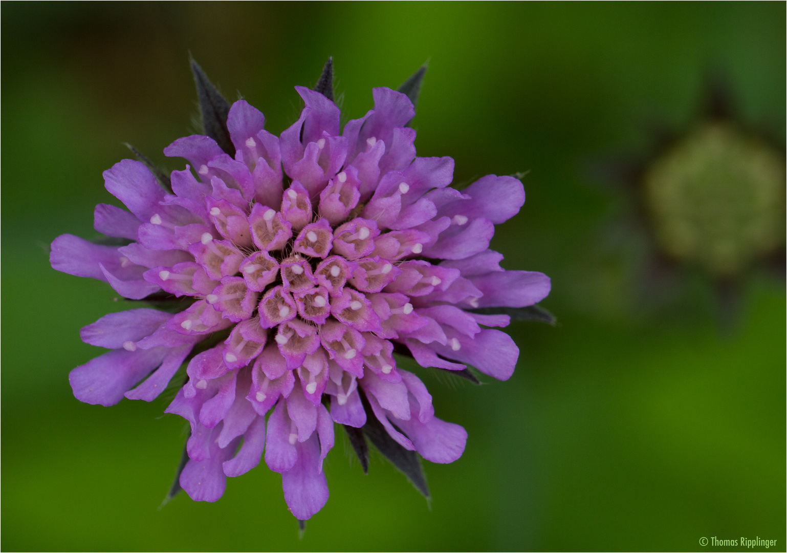 Wiesen-Witwenblume (Knautia arvensis)..