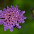 Wiesen-Witwenblume (Knautia arvensis)..