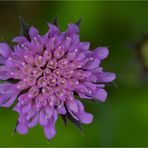 Wiesen-Witwenblume (Knautia arvensis)..