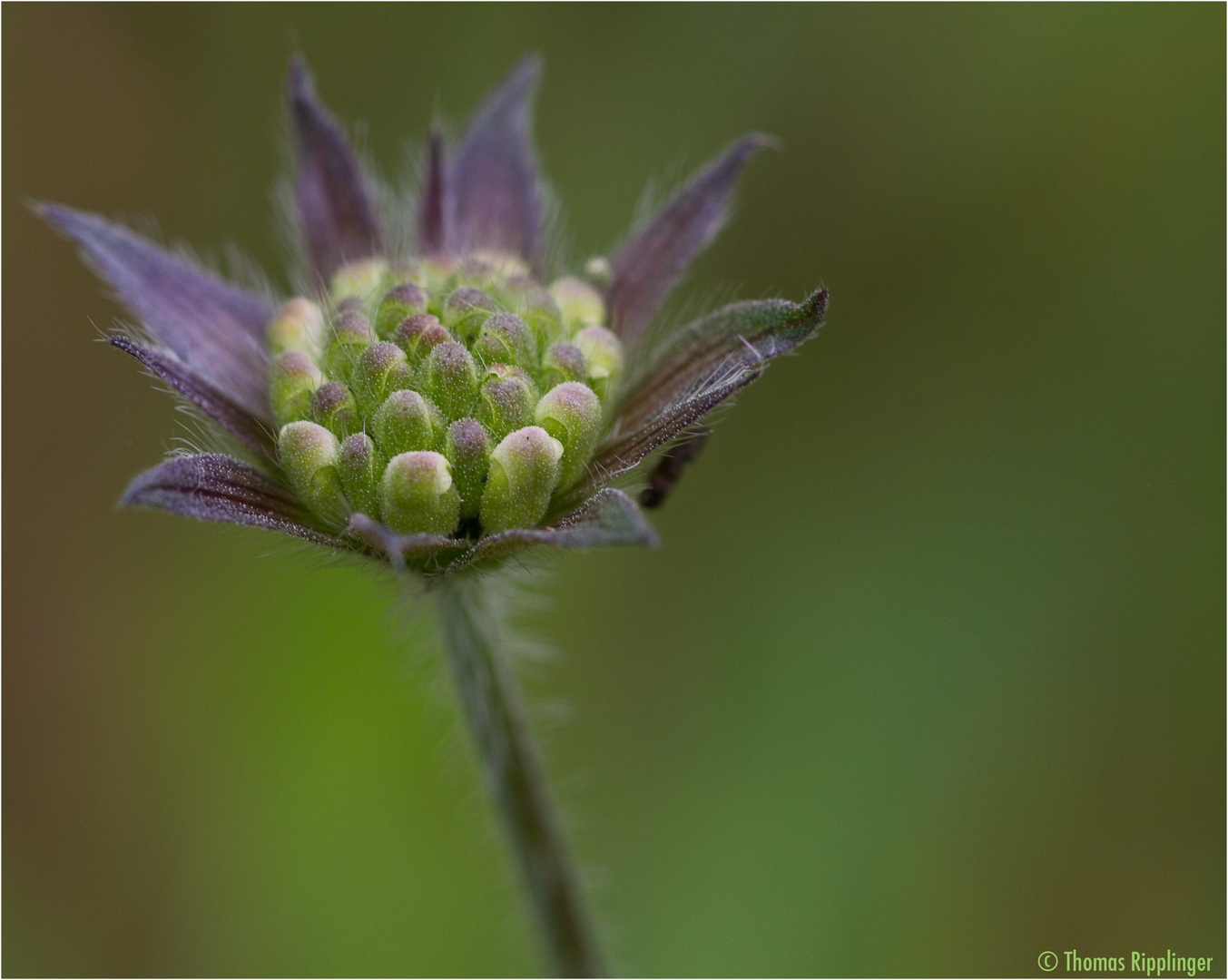 Wiesen-Witwenblume (Knautia arvensis)....
