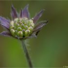 Wiesen-Witwenblume (Knautia arvensis)....