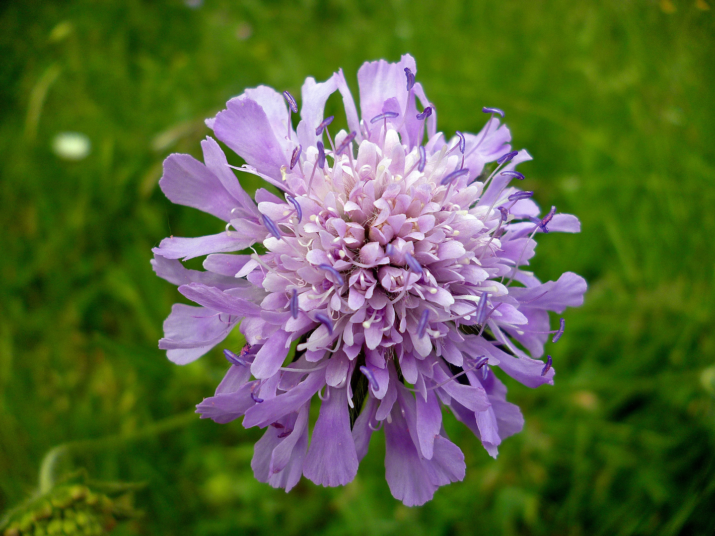 Wiesen-Witwenblume, Knautia arvensis