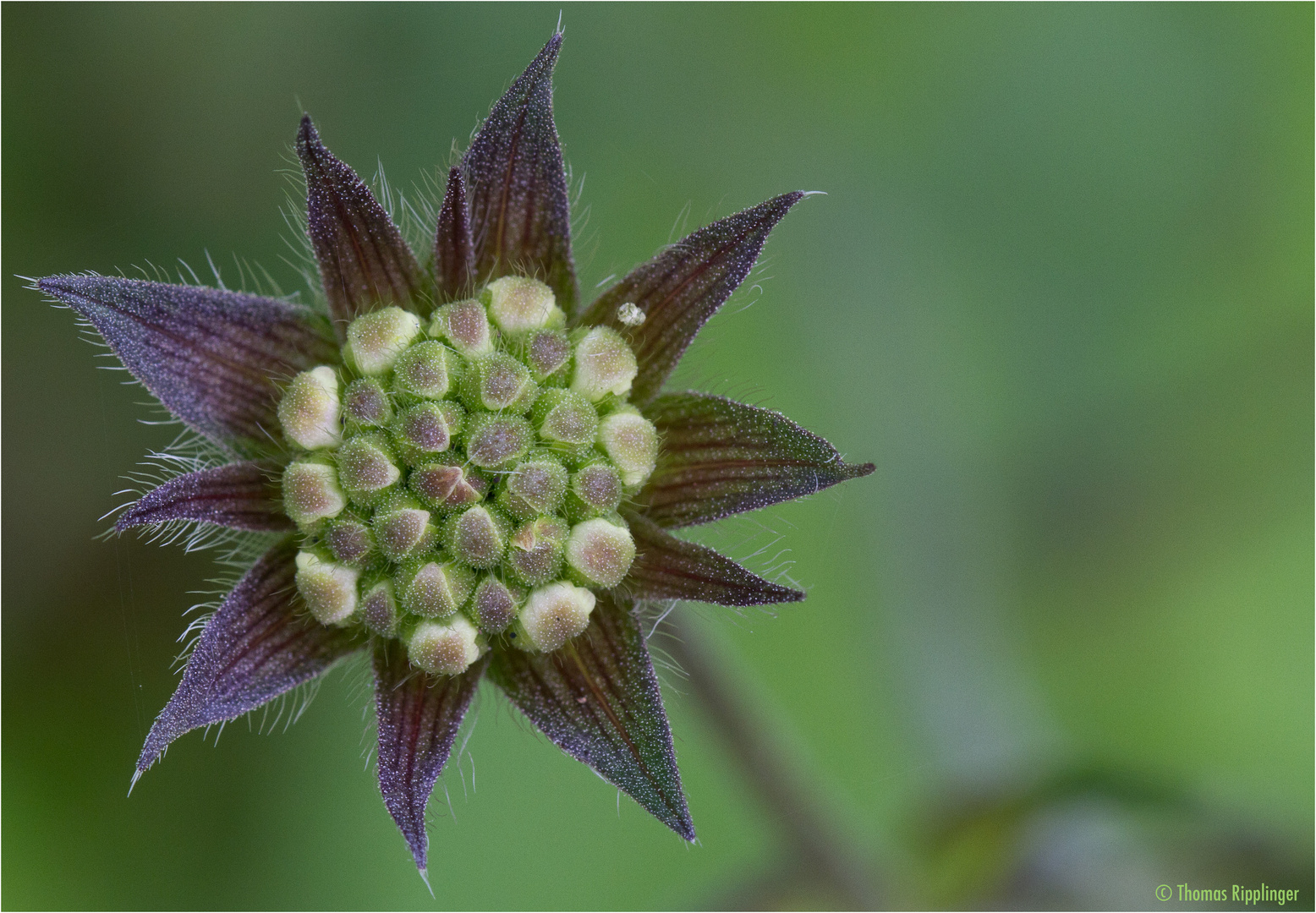 Wiesen-Witwenblume (Knautia arvensis)...