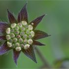 Wiesen-Witwenblume (Knautia arvensis)...