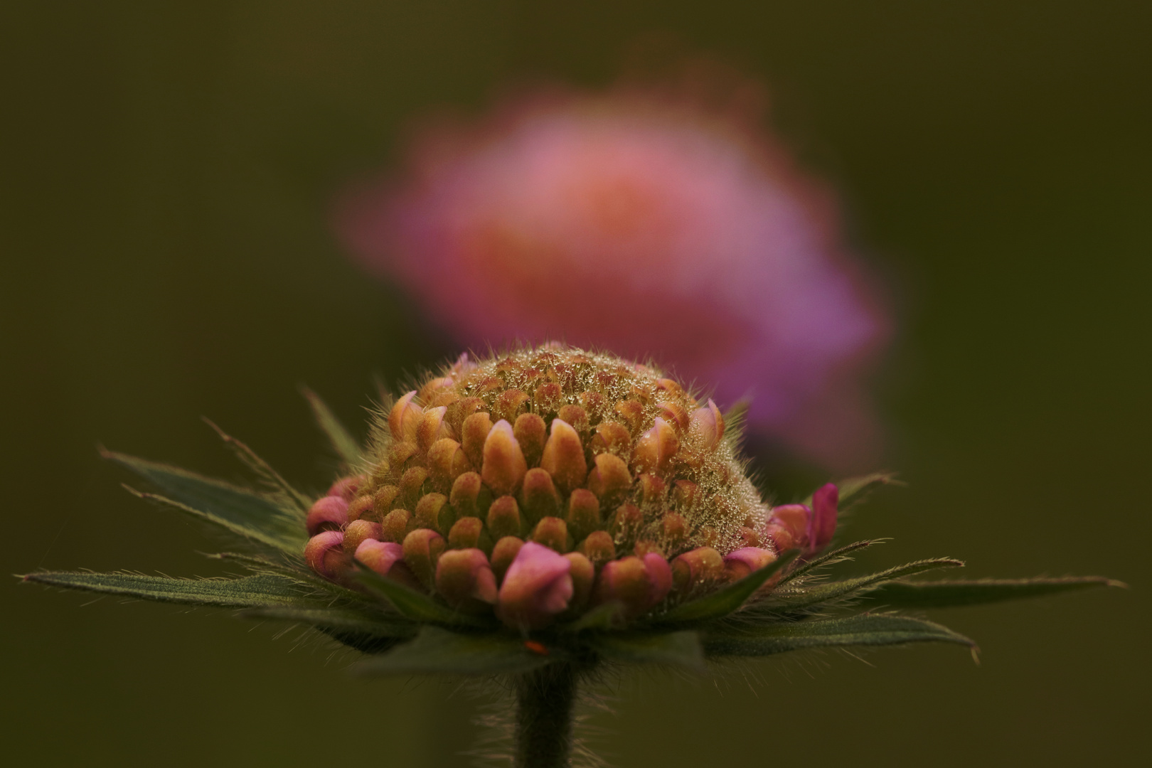 Wiesen-Witwenblume (Knautia arvensis)