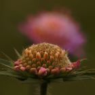 Wiesen-Witwenblume (Knautia arvensis)