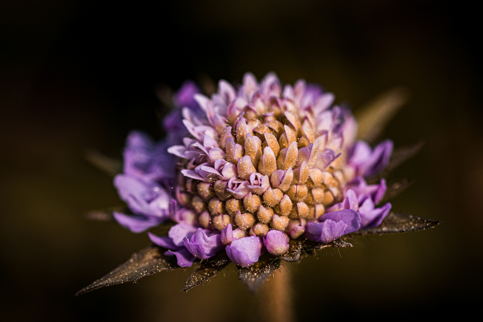 Wiesen-Witwenblume (Knautia arvensis)