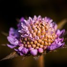 Wiesen-Witwenblume (Knautia arvensis)