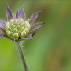 Wiesen-Witwenblume (Knautia arvensis)