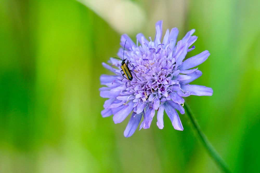 Wiesen-Witwenblume mit Besucher