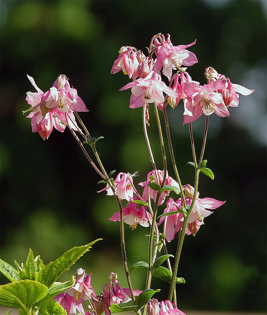 Wiesenakelei