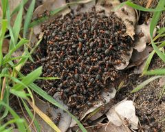 Wiesenameisen – Getümel 02