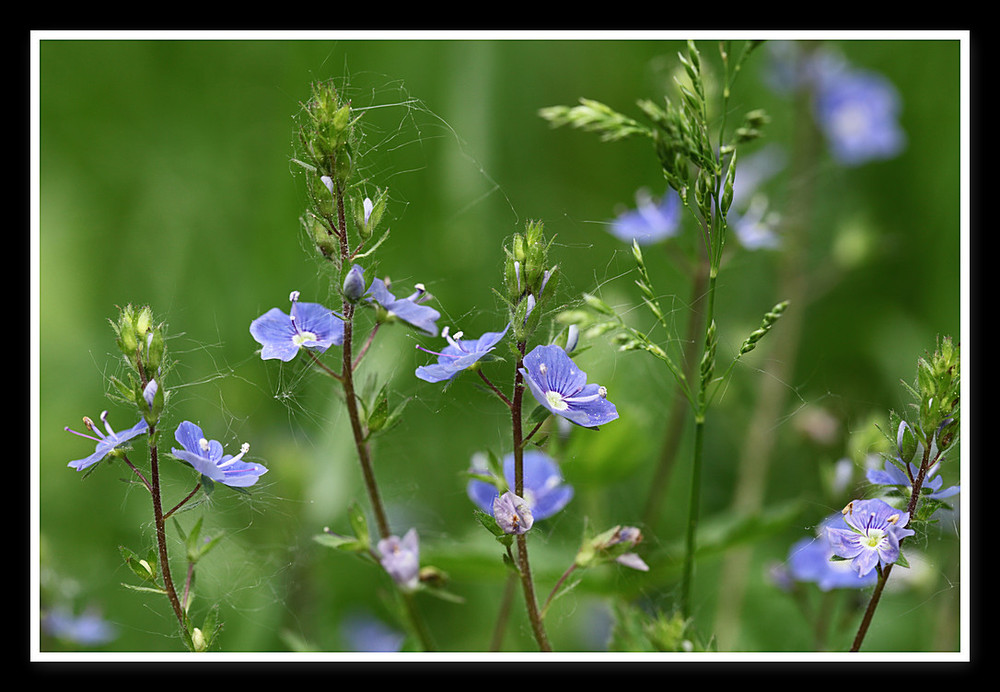 Wiesenaspekt