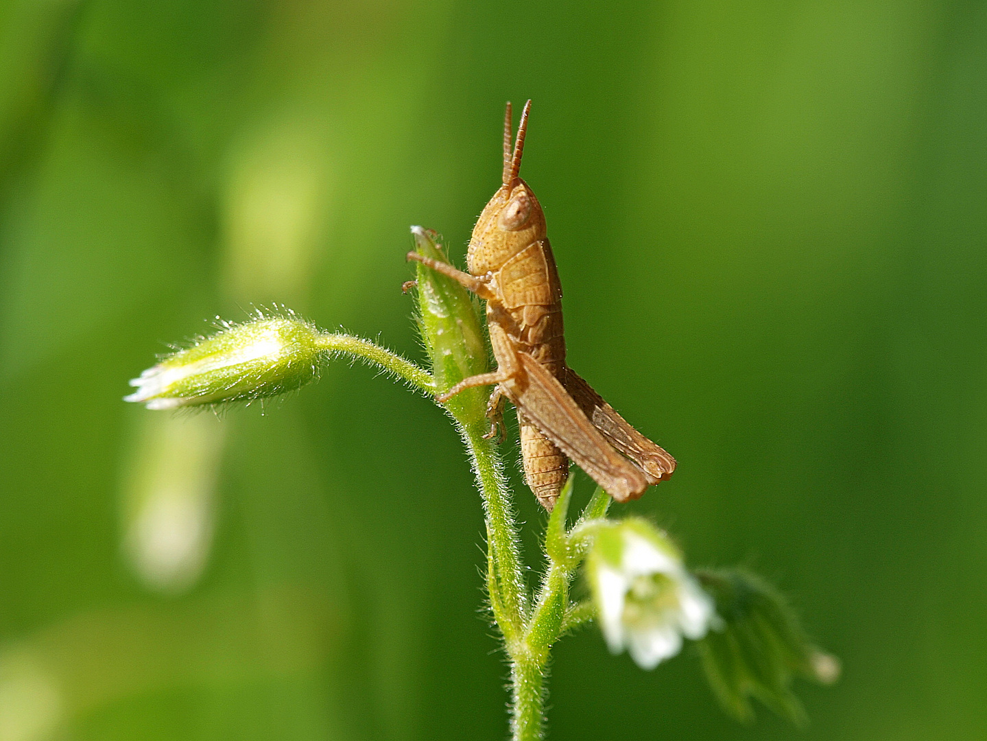 Wiesenbaby