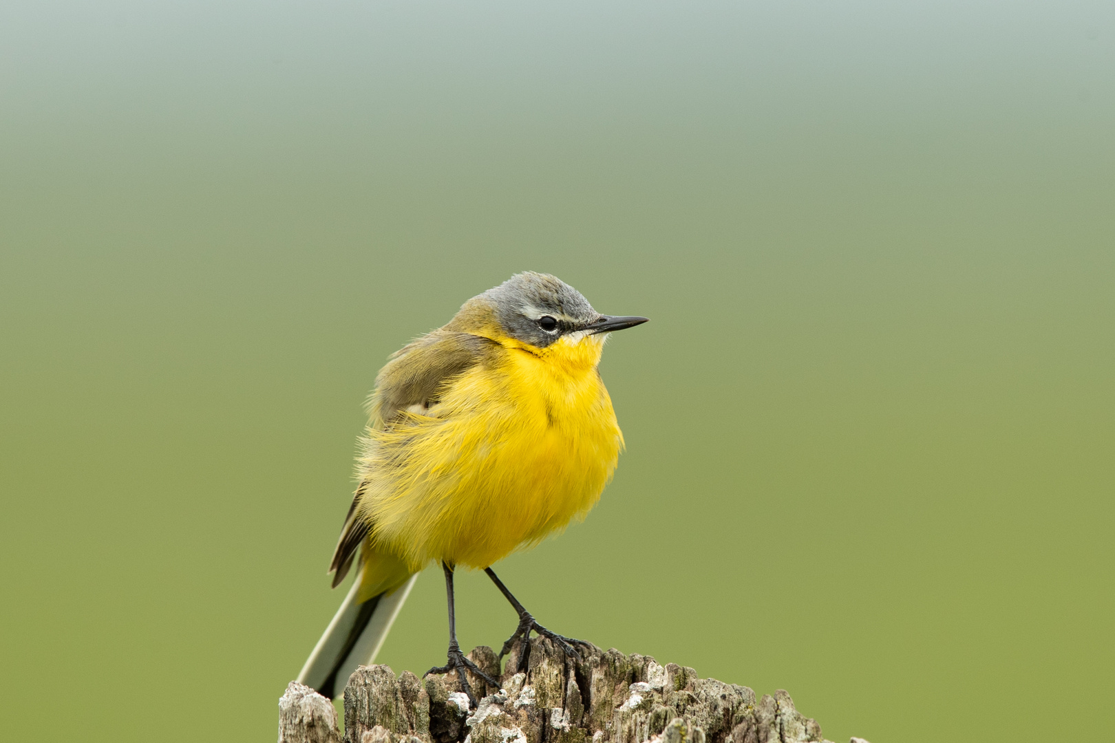 WIESENBACHSTELZE (Motacilla flava)