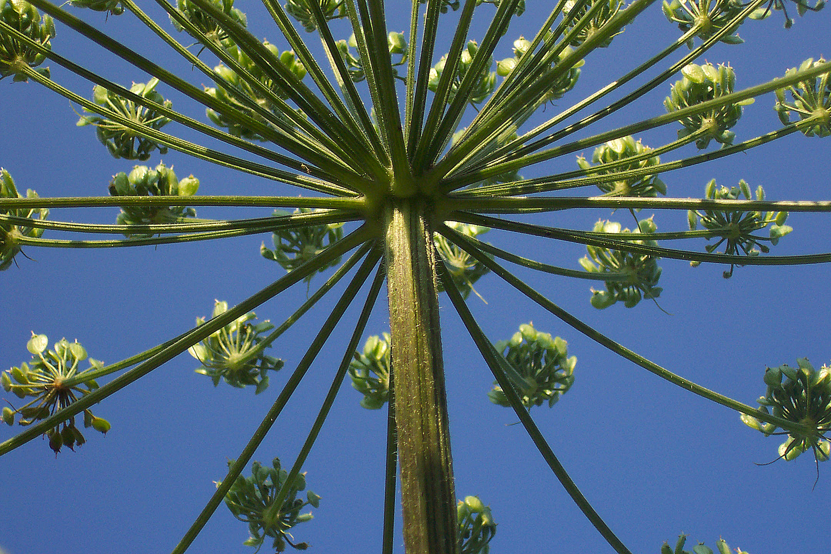 Wiesenbärenklau