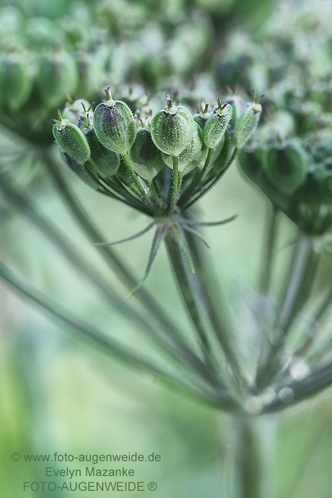 Wiesenbärenklau auch in der Homöopathie bekannt