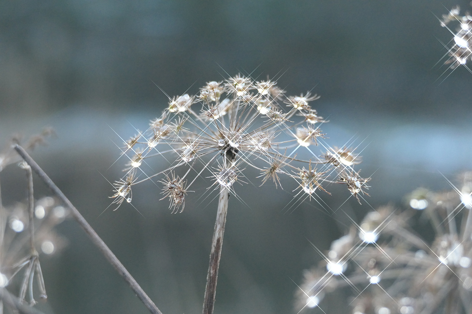 Wiesenbärenklau