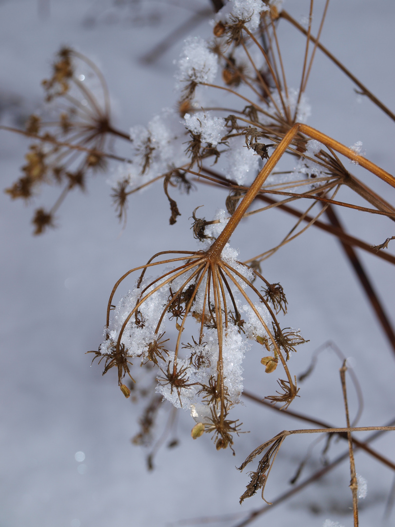 Wiesenbärenklau