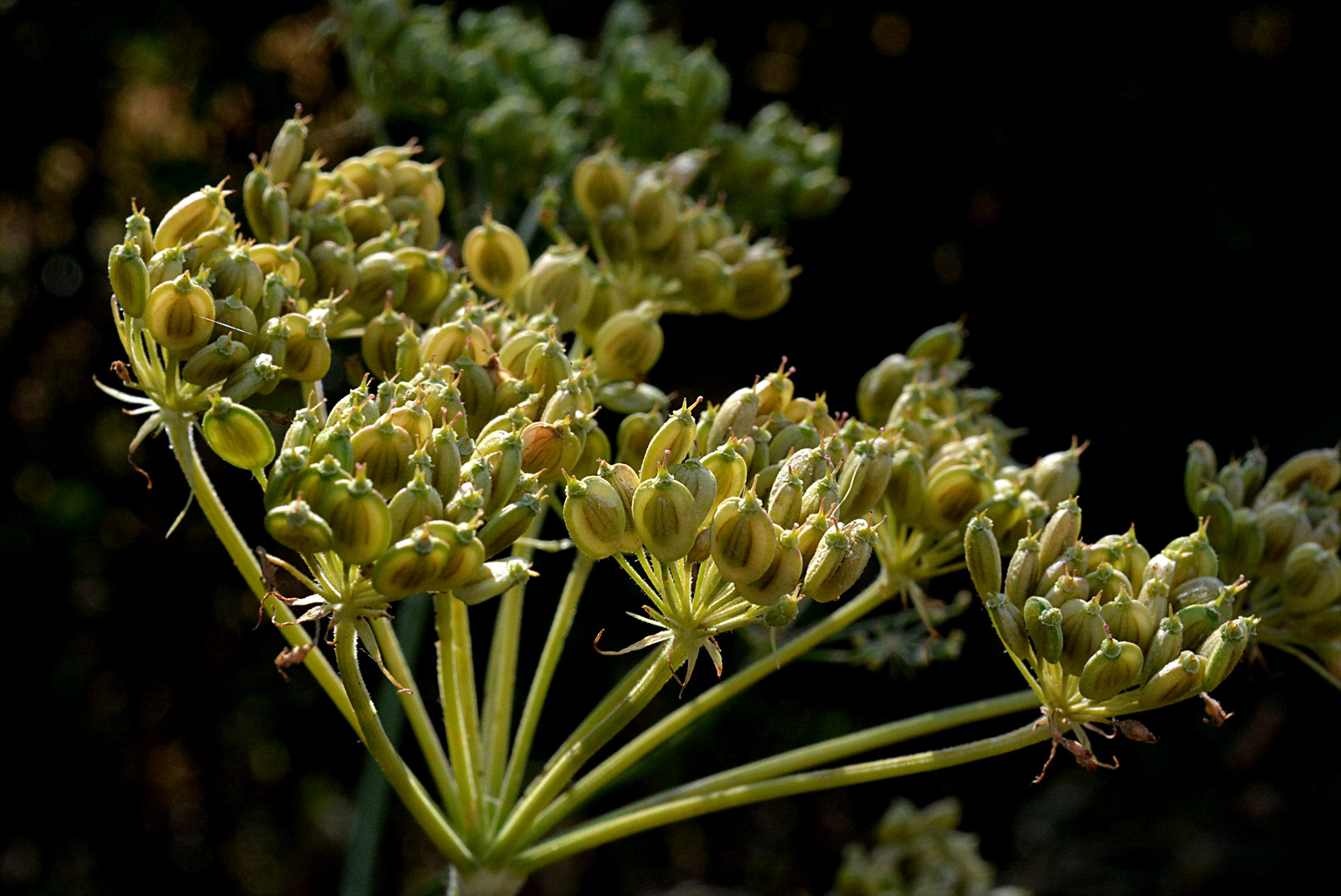 Wiesenbärenklau - Heracleum sphondylium