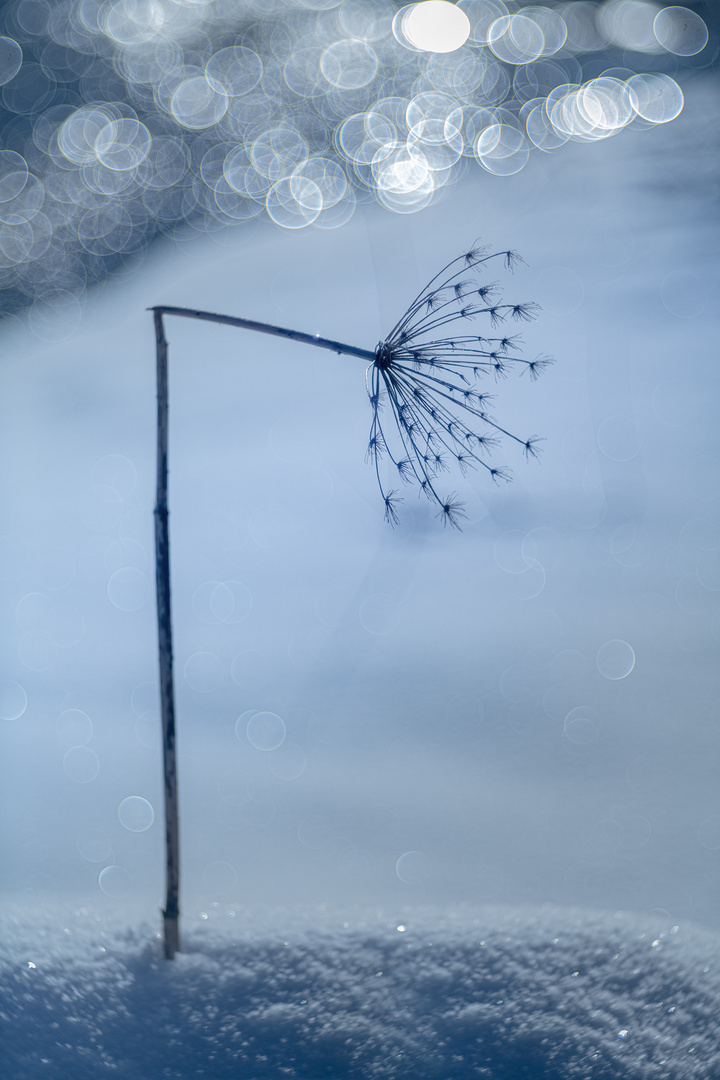 Wiesenbärenklau im Winter