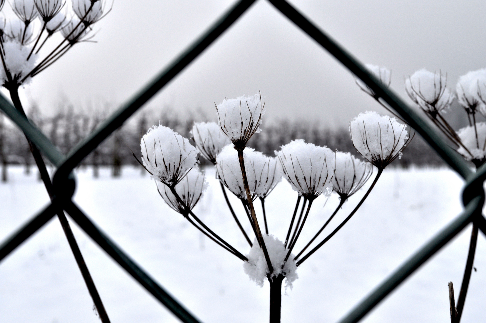 Wiesenbärenklau mit Schnee hinter Maschendraht