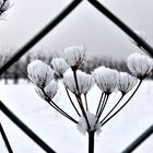 Wiesenbärenklau mit Schnee hinter Maschendraht