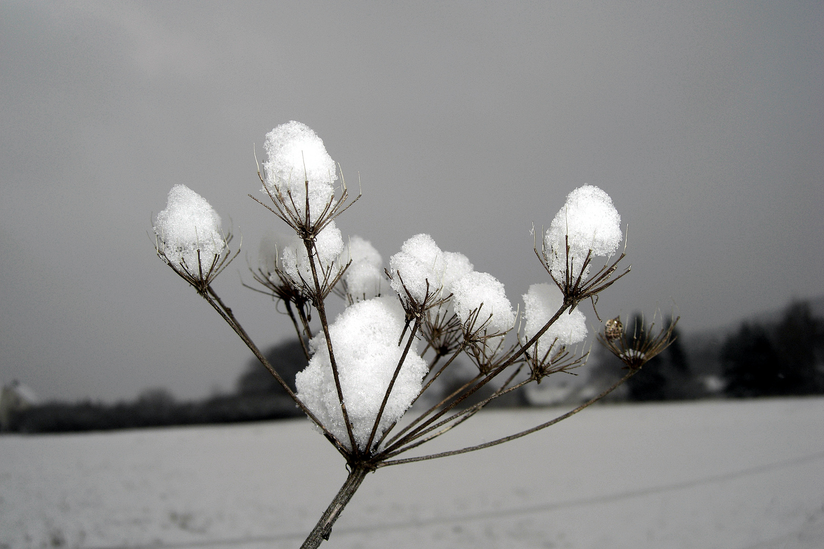 Wiesenbärenklaustaude im Schnee