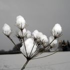 Wiesenbärenklaustaude im Schnee