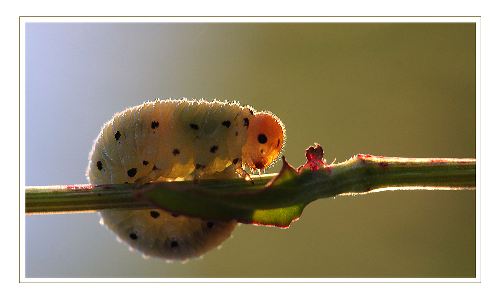 Wiesenbegegnungen ... (2)