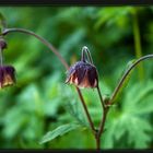 Wiesenbeleuchtung