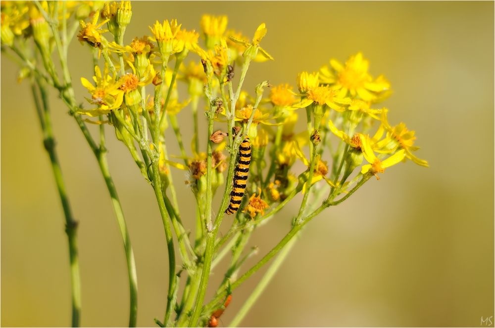 Wiesenbeobachtung # 1