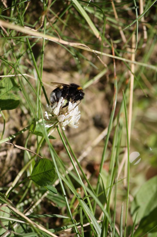 Wiesenbeobachtung