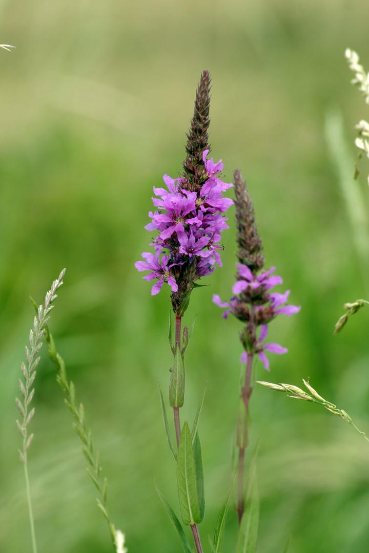 Wiesenbepflanzung