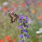 Wiesenbesucher