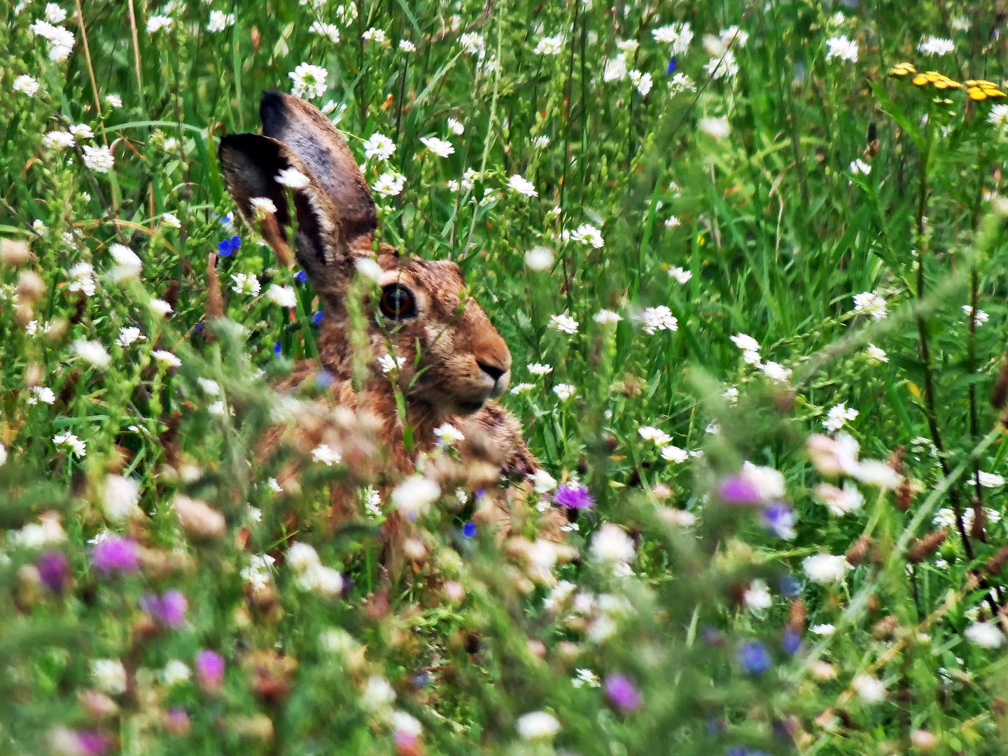 Wiesenbesucher