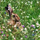 Wiesenbesucher