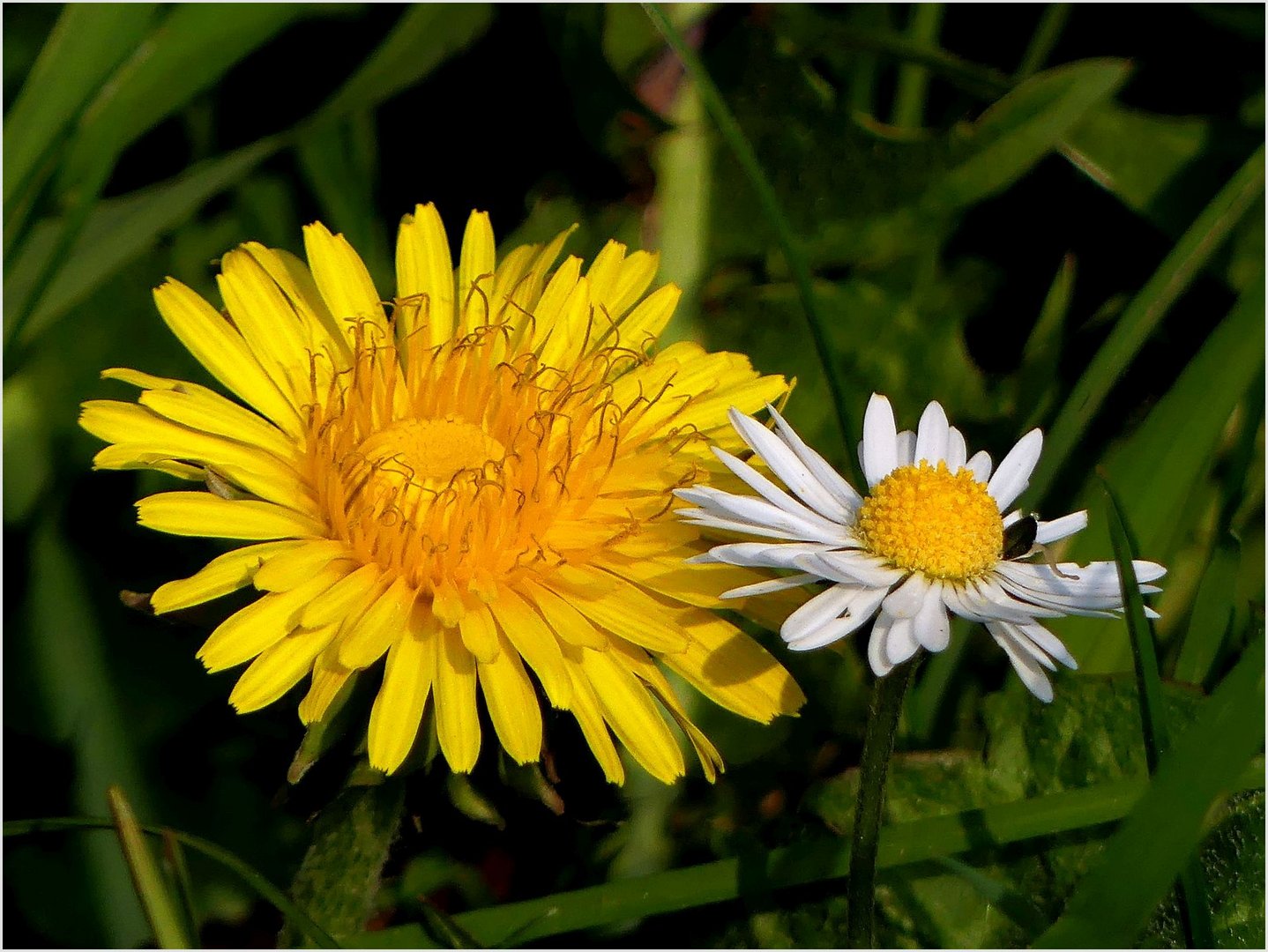 Wiesenbewohner...