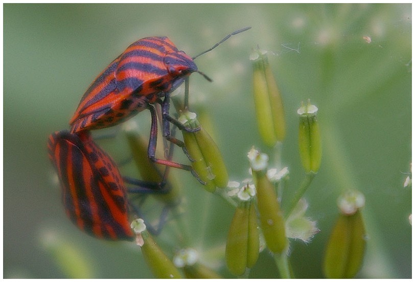 - Wiesenbewohner -