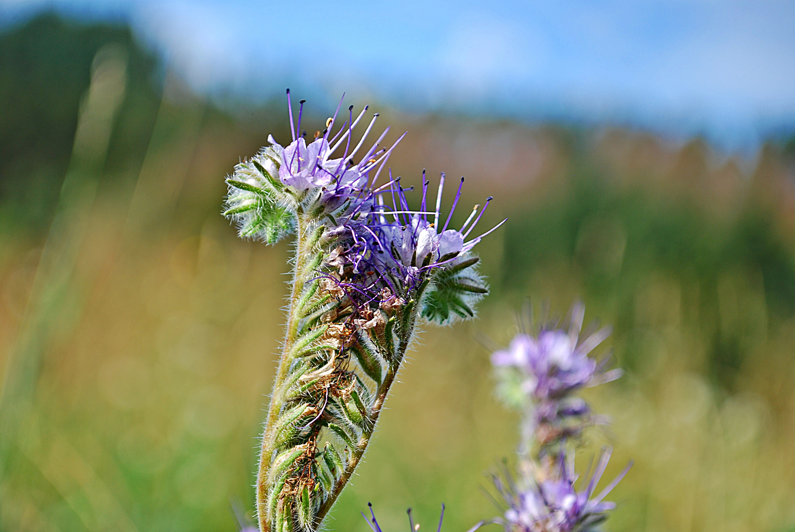 Wiesenbewohner...