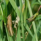 Wiesenbewohner