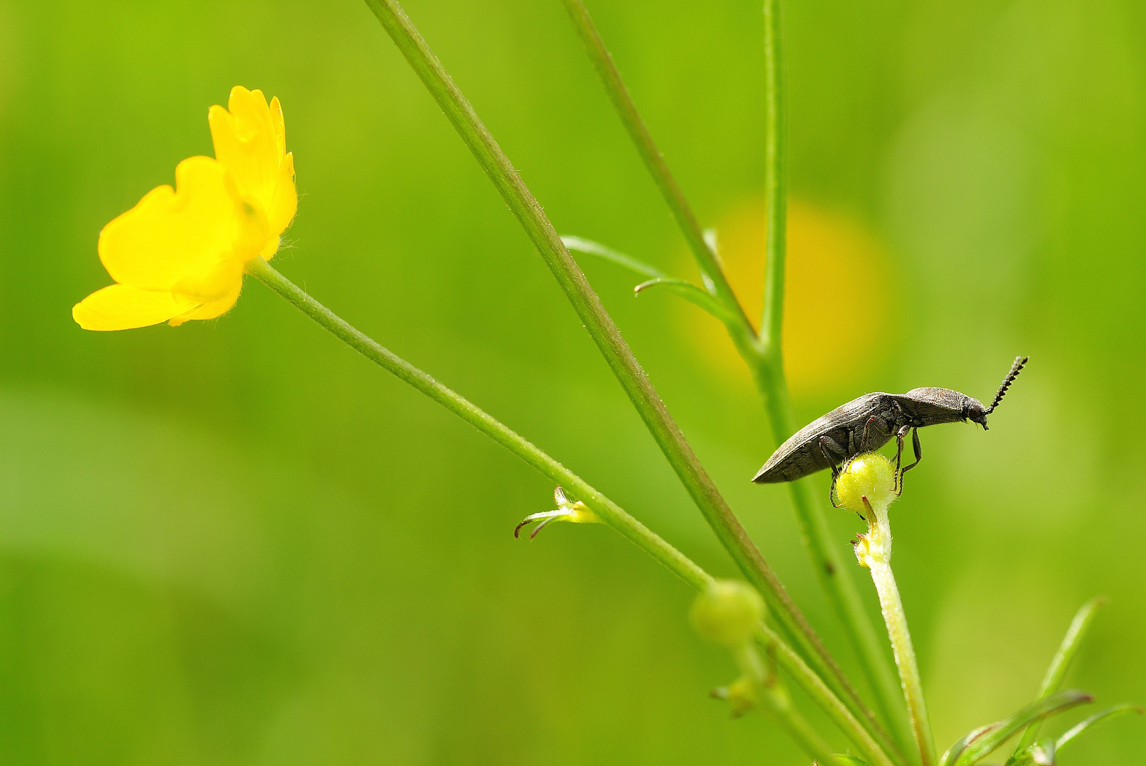 Wiesenbewohner