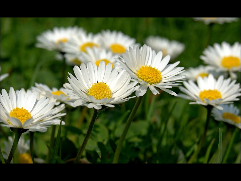 Wiesenbewohner