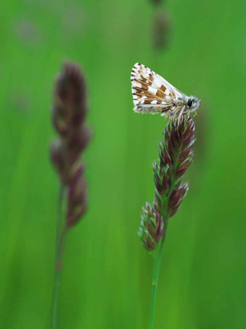 Wiesenbewohner