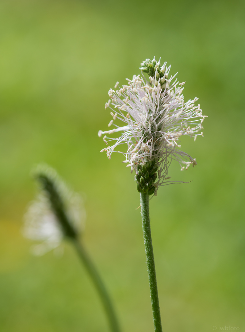 WIESENBEWOHNER