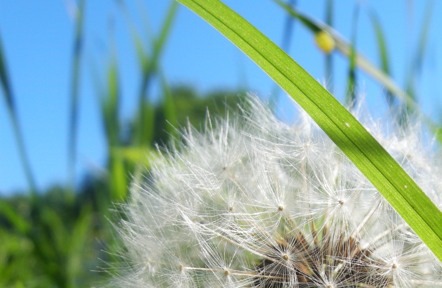 Wiesenbewohner.....